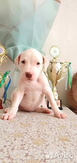 Шикарные малыши питбуля,с документами