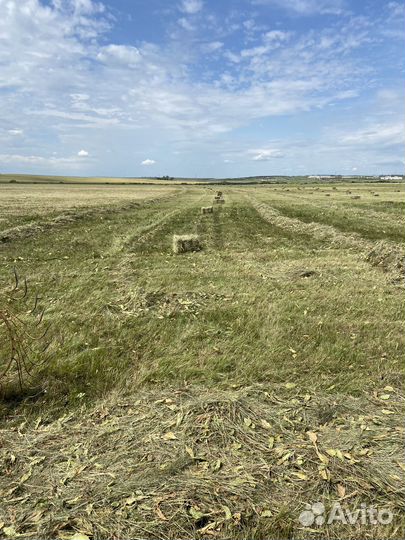 Сено в тюках