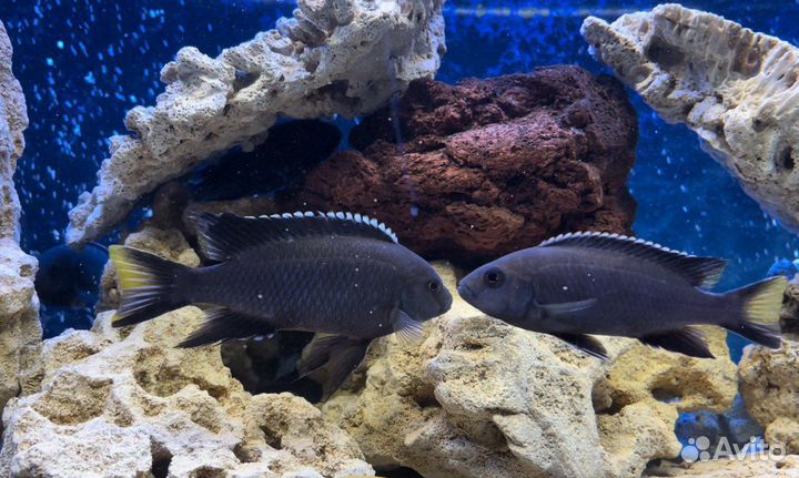 Цихлиды оз.Малави