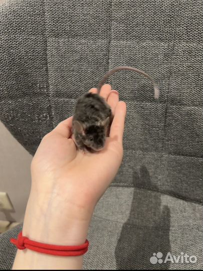 Декоративная мышка