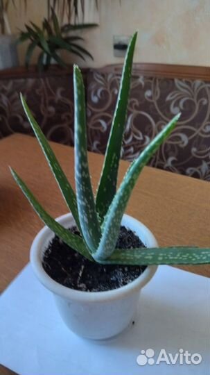 Комнатные растения