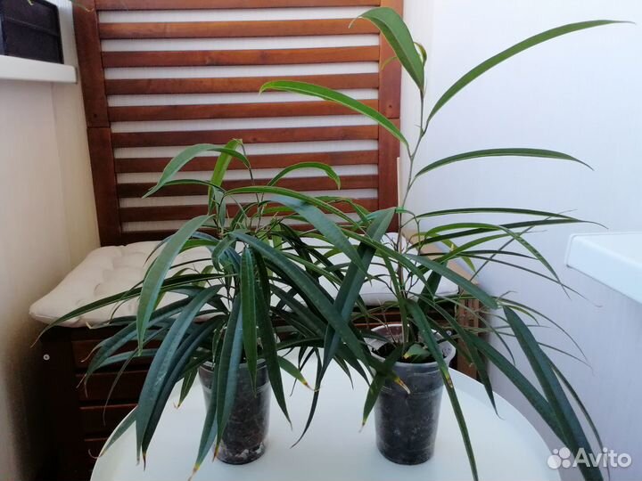 Комнатные цветы (растения)