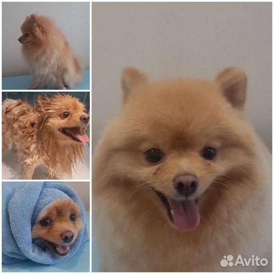 Грумер, груминг стрижка собак