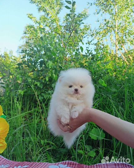 Мальчики мини