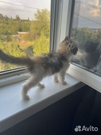 Котенок бесплатно