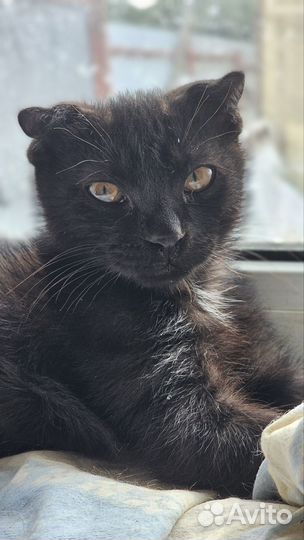 Котёнок мальчик в дар
