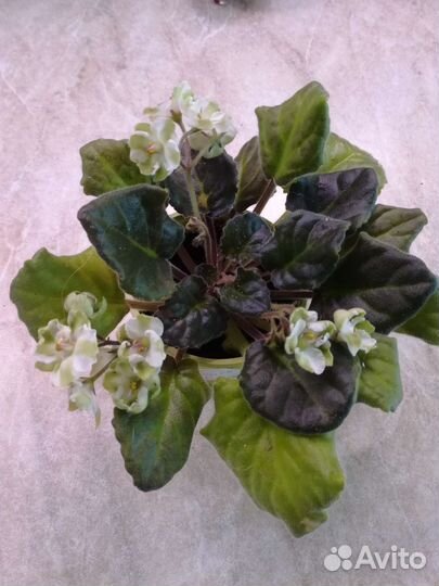 Цветущие фиалки