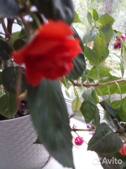 Бальзамин махровый