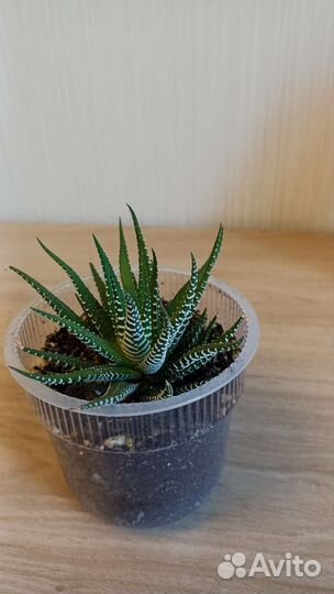 Алоэ остистое:красавец - суккулент