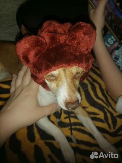 Шапка для собак мелких пород