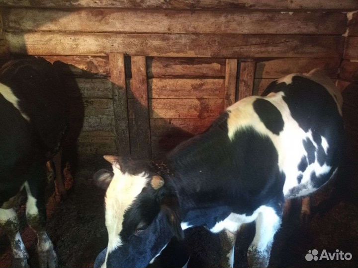 Продам бычков