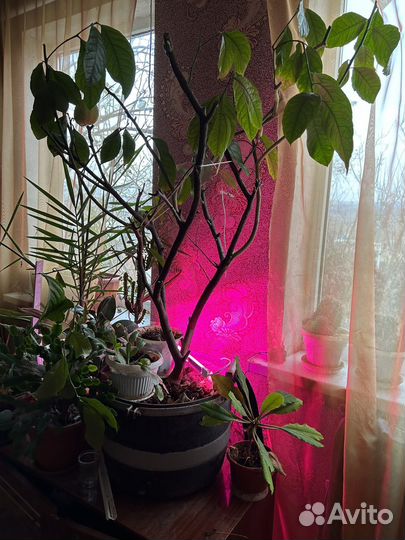 Лимонное дерево с плодами