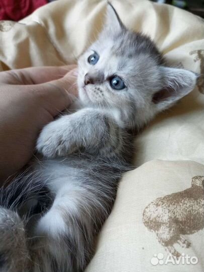 Британские котята