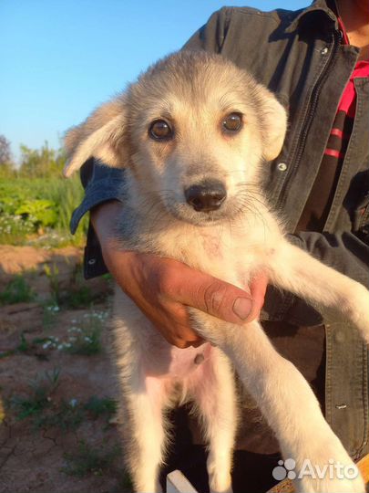 Щенок Грей 2 мес