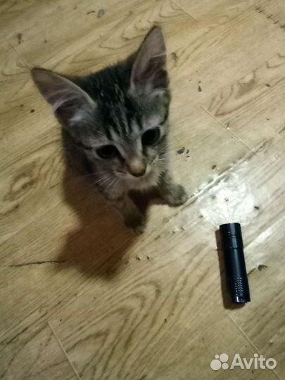 2 котят (мальчики) 1 кошка в дар