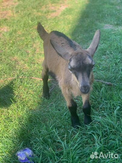 Чешские козлята