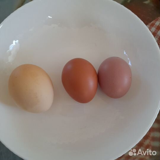 Домашние куриные яйца