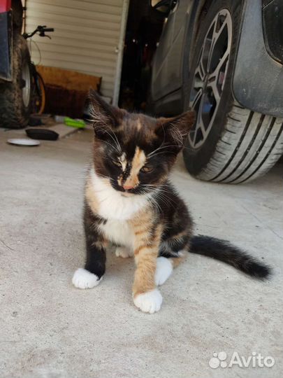 Котята в добрые руки бесплатно