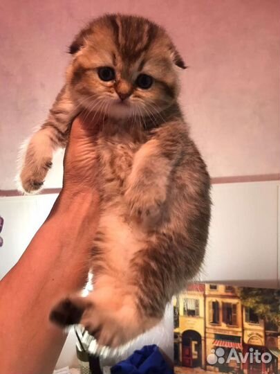 Шотландские котята