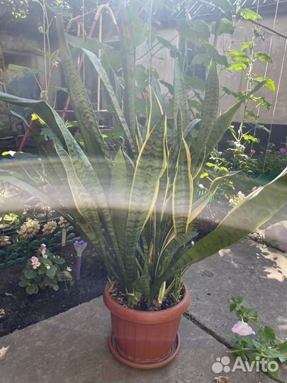 Сансевиерия лауренти комнатная