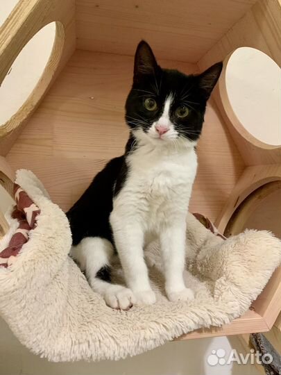 Котёнок 5мес супер ласкуша