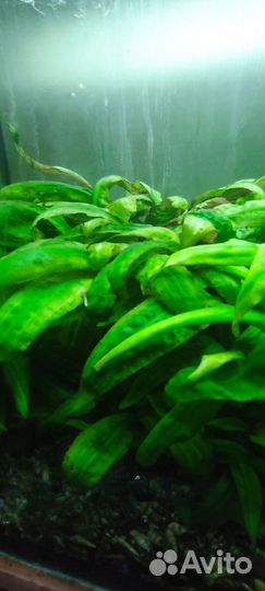 Аквариумные растения