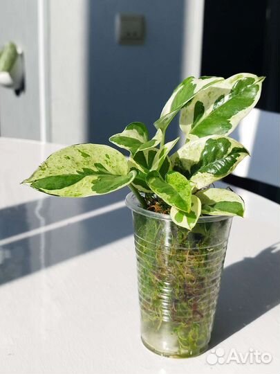 Филодендрон сциндапсус эпипремнум