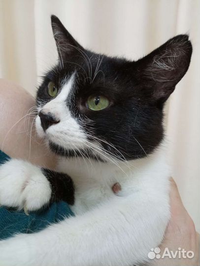 Зелёноглазый мужчина ищет дом