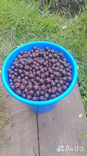 Продам крыжовник