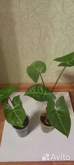 Сингониумы 2 часть