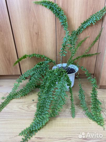 Папоротник кудрявый