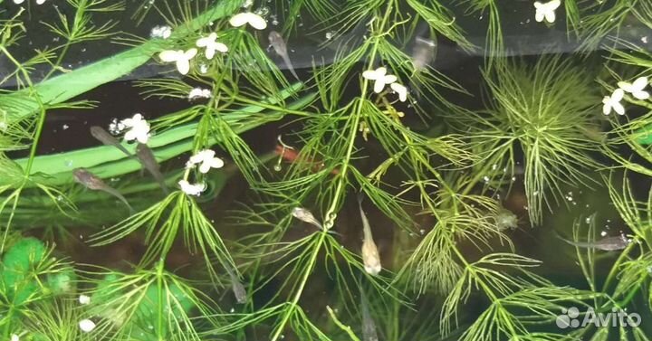 Мальки гуппи, хелены, креветки