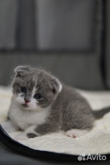 Шотландские вислоухие котята-биколор