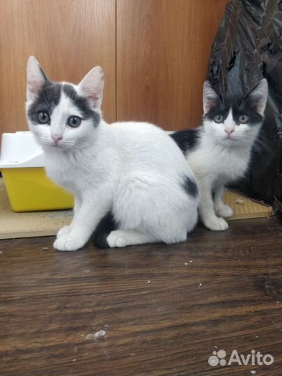 Котенок девочка