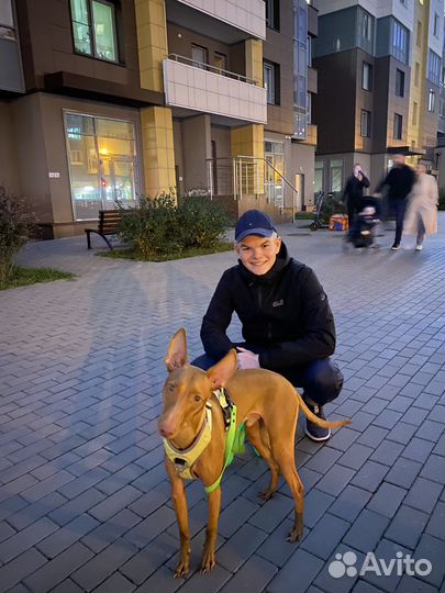 Выгул собак. Догситтер из Санкт-Петербурга