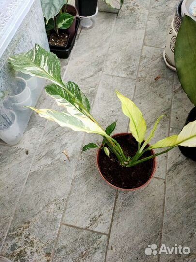 Спатифиллум Джемени