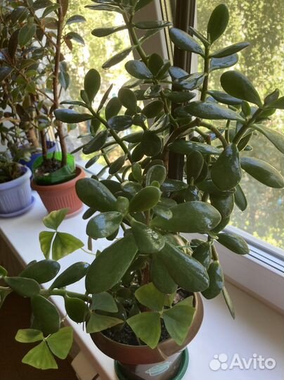 Толстянка-денежное дерево