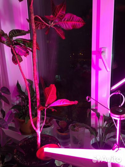 Фито лампа для растений