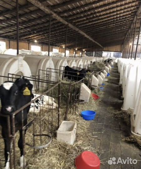 Быки бычки телята