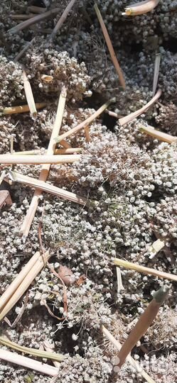 Коллекционные семена сладкого ялтинского лука