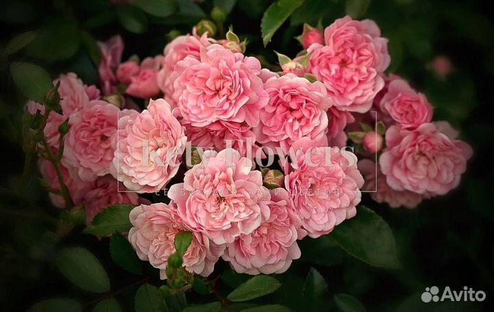 Букет на 14 февраля