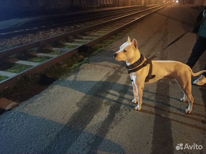 Случка собак