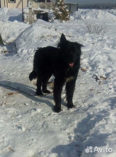 Барон ищет дом