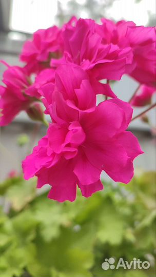 Пеларгония Ирида Капля Черники+