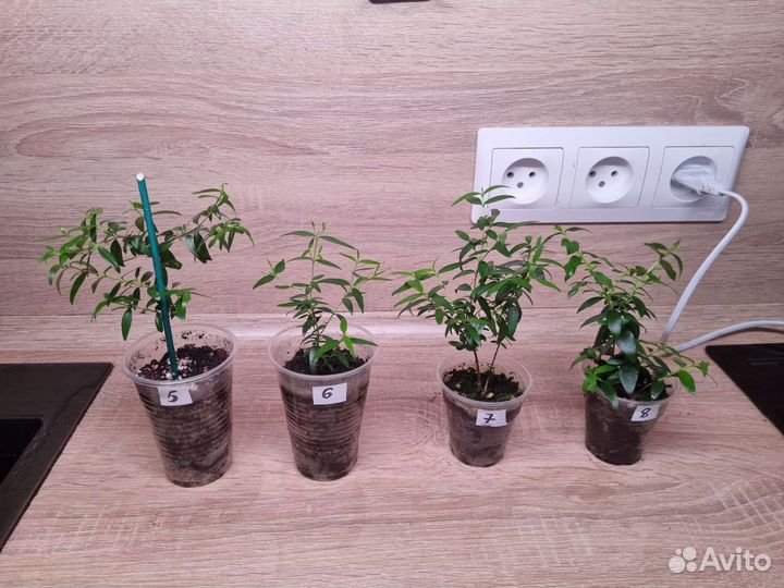 Миртовое дерево, мирт