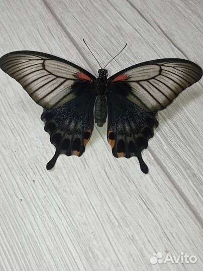 Ферма бабочек