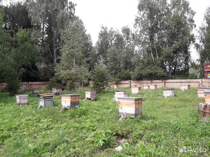 Мёд с личной пасеки