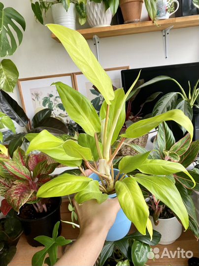 Филодендрон Малая голд(голди лок)