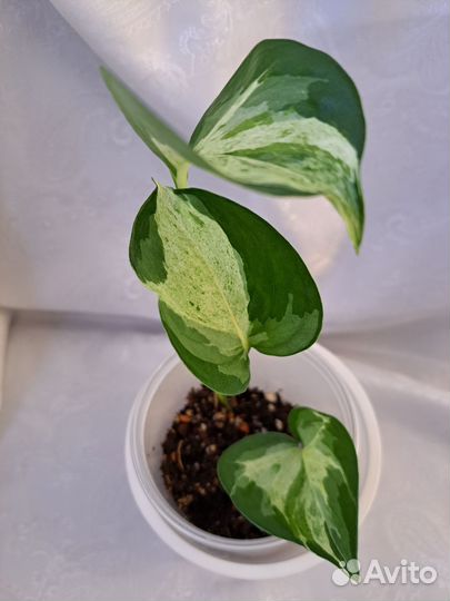 Сциндапсусы, эпипремнумы