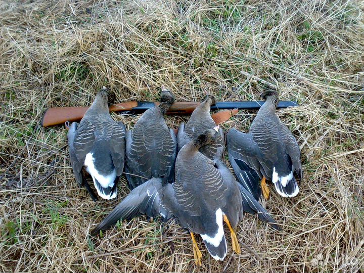 Профиля белолобого гуся